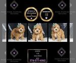 Puppy Jasper F1B Maltipoo