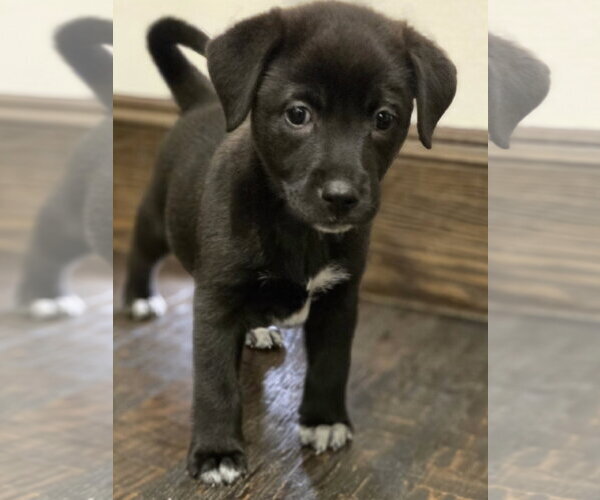 Medium Photo #1 Labrador Retriever Puppy For Sale in The Woodlands, TX, USA