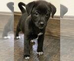 Smokey - Female Labrador Retriever Dog for Adoption - Small photo