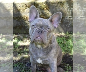 Mother of the French Bulldog puppies born on 03/18/2023