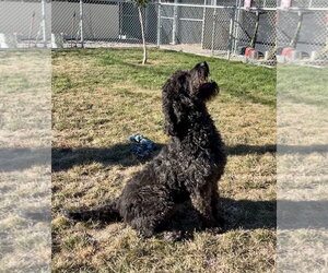 Dolly - Female Labradoodle Dog for Adoption - Photo #2