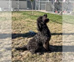 Small Photo #2 Labradoodle Puppy For Sale in Emmett, ID, USA