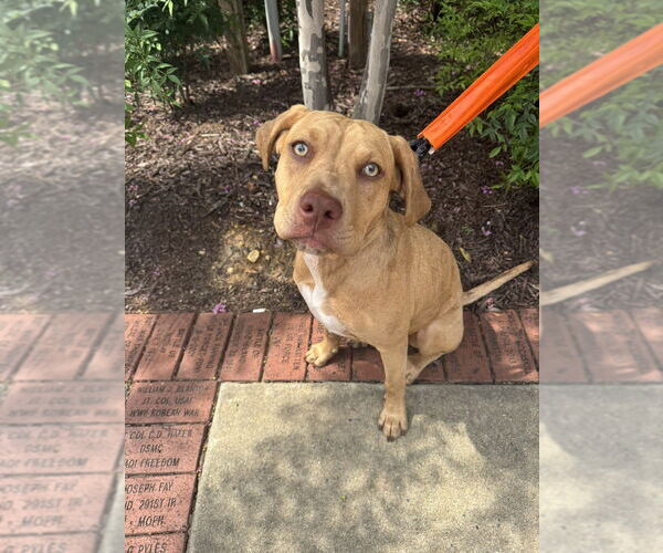 Medium Photo #14 American Pit Bull Terrier-Bulldog Mix Puppy For Sale in Raleigh, NC, USA