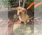 Small #13 American Pit Bull Terrier-Bulldog Mix