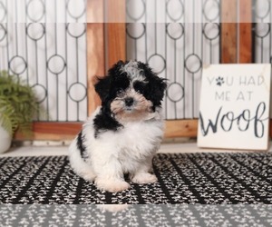 Poodle (Toy) Puppy for sale in NAPLES, FL, USA
