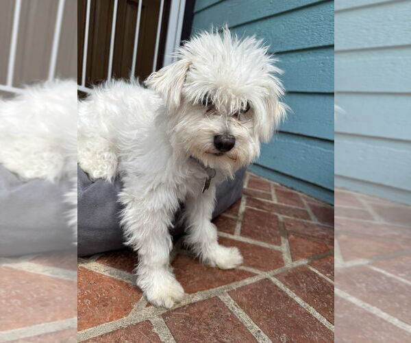 Medium Photo #1 Maltese-Unknown Mix Puppy For Sale in San Diego , CA, USA