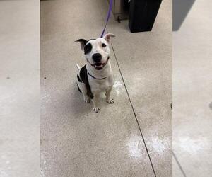 Mutt Dogs for adoption in Riverside, CA, USA