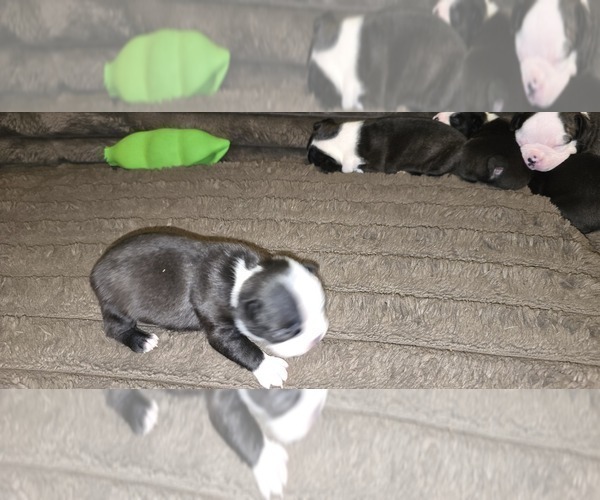 Medium Photo #5 Boston Terrier Puppy For Sale in MITCHELL, IN, USA