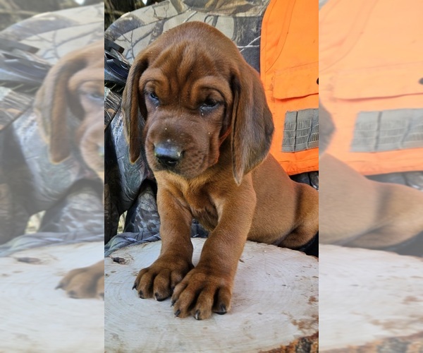 Medium Photo #2 Redbone Coonhound Puppy For Sale in DENVER, PA, USA