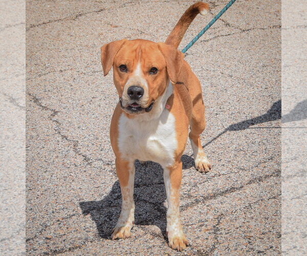 Medium Photo #4 Bulloxer Puppy For Sale in Huntley, IL, USA