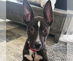Small #2 Border Collie Mix