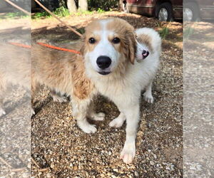 Great Pyrenees Dogs for adoption in Spring, TX, USA
