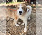 Small #5 Great Pyrenees