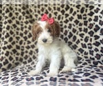 Small #1 Cavapoo