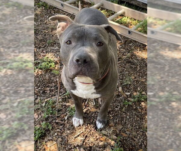 Medium Photo #1 Mutt Puppy For Sale in Sanford, FL, USA