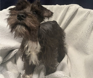 Schnauzer (Miniature) Puppy for sale in PICKENS, SC, USA