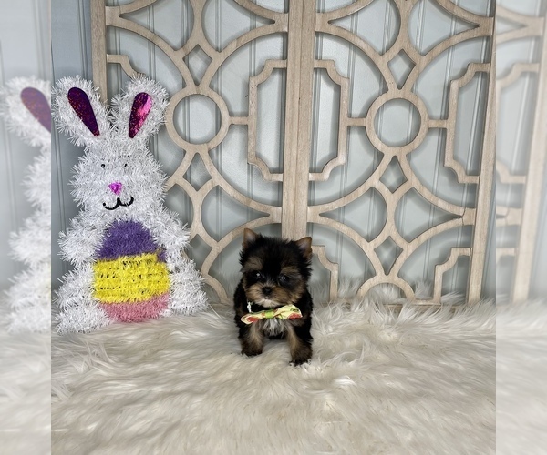 Medium Photo #4 Yorkshire Terrier Puppy For Sale in MORRIS CHAPEL, TN, USA