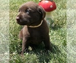Small #6 Labrador Retriever