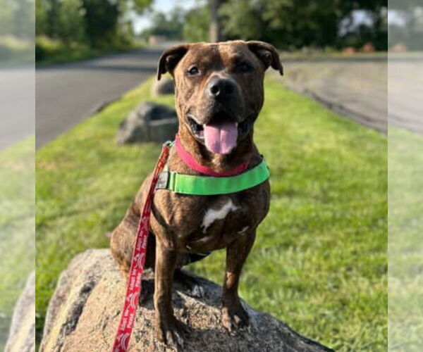 Medium Photo #19 Mutt Puppy For Sale in Canton, CT, USA