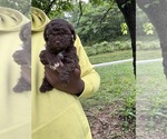 Small #3 YorkiePoo