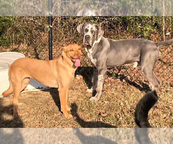 Medium Photo #2 Daniff Puppy For Sale in Alexander, AR, USA