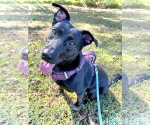 Mutt Dogs for adoption in Crandall, GA, USA