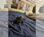 Small Photo #10 American Pit Bull Terrier Puppy For Sale in CHARLOTTE, NC, USA