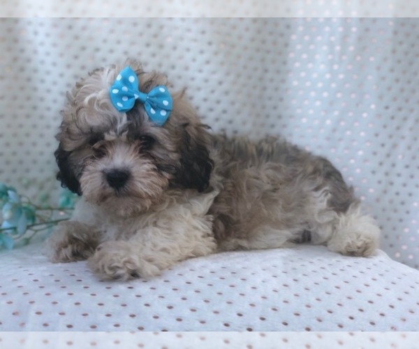 Medium Photo #12 Zuchon Puppy For Sale in LAKELAND, FL, USA