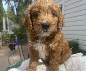 Double Doodle Puppy for sale in SAN JOSE, CA, USA