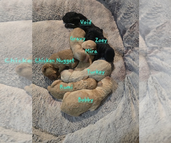 Medium Photo #1 Goldendoodle mix (+ Poodle Standard) Puppy For Sale in LA PINE, OR, USA