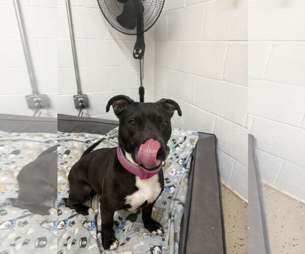 Medium Photo #6 Mutt Puppy For Sale in York, SC, USA