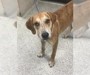 Treeing Walker Coonhound-Unknown Mix Dogs for adoption in Conroe, TX, USA