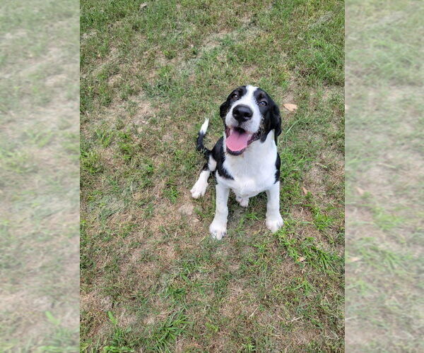 Medium Photo #3 Mutt Puppy For Sale in Boston, MA, USA