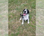 Small #2 Mutt