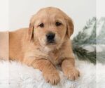 Small Golden Retriever