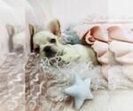 Small #7 French Bulldog