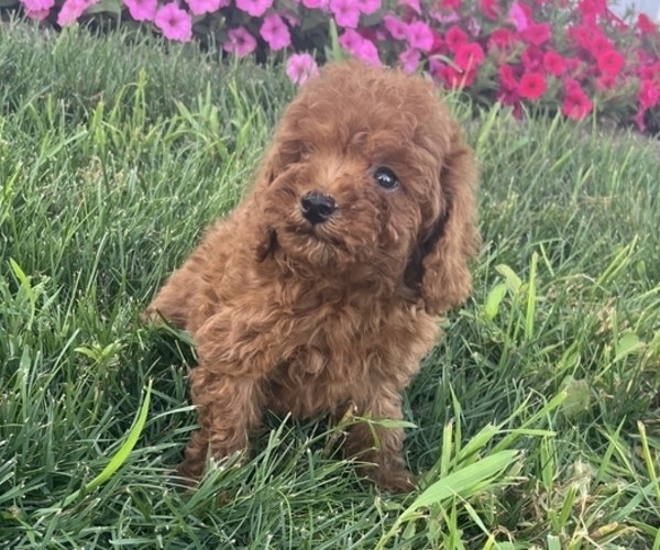 Medium Photo #1 Poodle (Toy) Puppy For Sale in KALONA, IA, USA