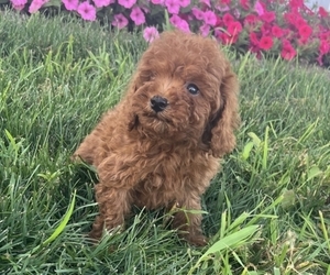 Medium Poodle (Toy)