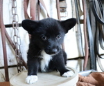 Small Photo #3 Pembroke Welsh Corgi-Pomeranian Mix Puppy For Sale in HONEY BROOK, PA, USA