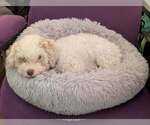 Small Poodle (Miniature) Mix