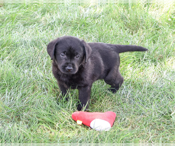 Medium Photo #5 Labrador Retriever Puppy For Sale in SYRACUSE, IN, USA