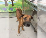 Small #1 Rhodesian Ridgeback
