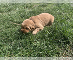 Small #24 Golden Retriever