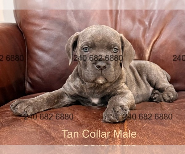 Medium Photo #4 Cane Corso Puppy For Sale in LA PLATA, MD, USA
