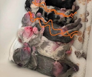 French Bulldog Puppy for sale in STOCKTON, CA, USA