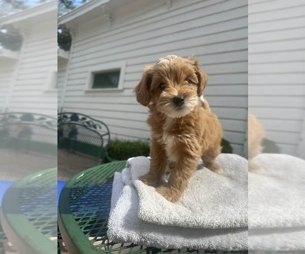 Medium Photo #3 Double Doodle Puppy For Sale in SAN JOSE, CA, USA