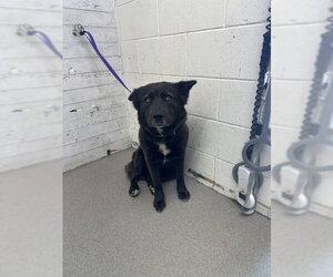 Mutt Dogs for adoption in San Bernardino, CA, USA