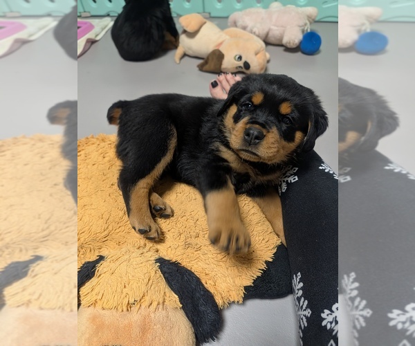 Medium Photo #11 Rottweiler Puppy For Sale in CANDIA, NH, USA