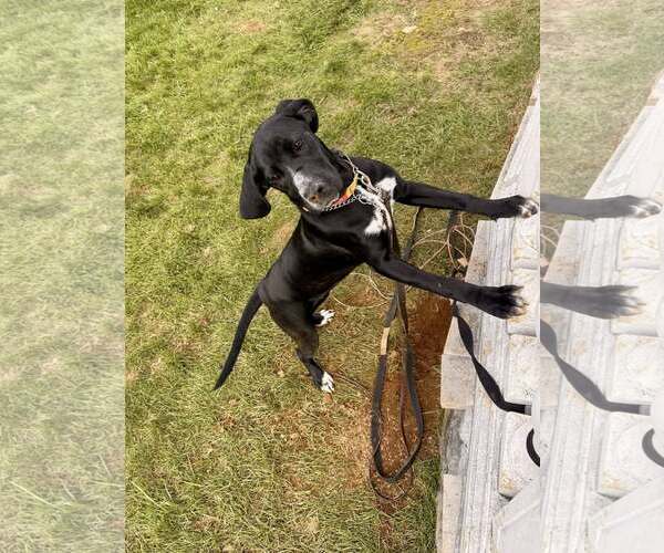 Medium Photo #2 Mutt Puppy For Sale in Uwchlan, PA, USA