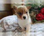 Small Photo #7 Pembroke Welsh Corgi Puppy For Sale in SHILOH, OH, USA